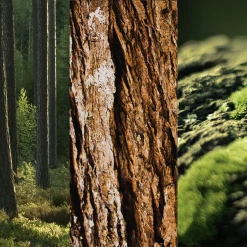 8x4 MEN Anti-Transpirant Spray N°8 Wild Oak 8 8x4 MEN Anti-Transpirant Spray N°8 Wild Oak -Satin Naturel shop MAM 7311501 SHOP IMAGE 1.4