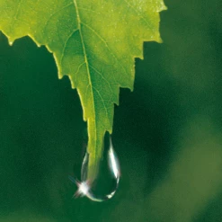 Weleda Birke Cellulite-Öl -Satin Naturel shop MAM 7460180 SHOP IMAGE 1.4