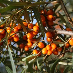 Weleda Reichhaltige Pflege Körperlotion Sanddorn 8 Weleda Reichhaltige Pflege Körperlotion Sanddorn -Satin Naturel shop MAM 7460235 SHOP IMAGE 1.4