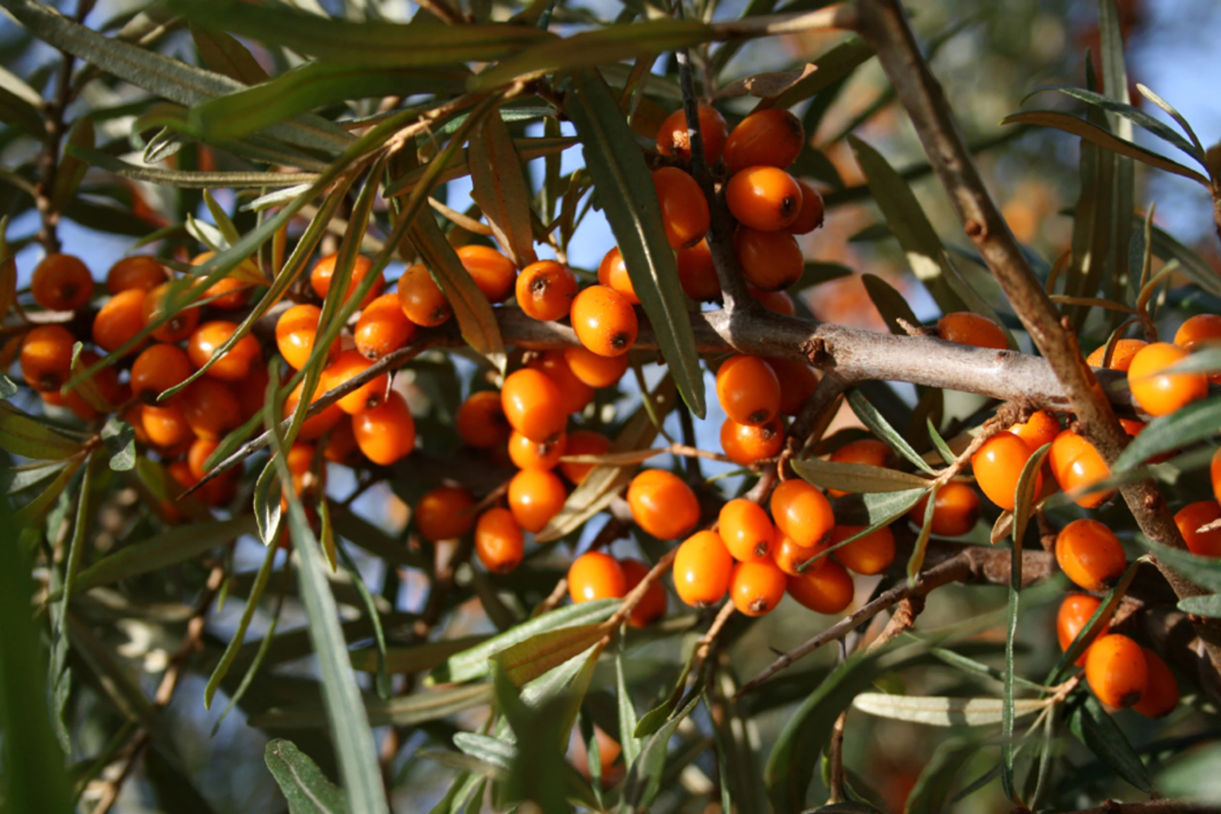 Weleda Reichhaltige Pflege Körperlotion Sanddorn 4 Weleda Reichhaltige Pflege Körperlotion Sanddorn – Bild 4