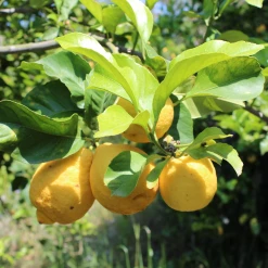 Weleda Refresh Erfrischungsdusche Citrus 8 Weleda Refresh Erfrischungsdusche Citrus -Satin Naturel shop MAM 7460242 SHOP IMAGE 1.4