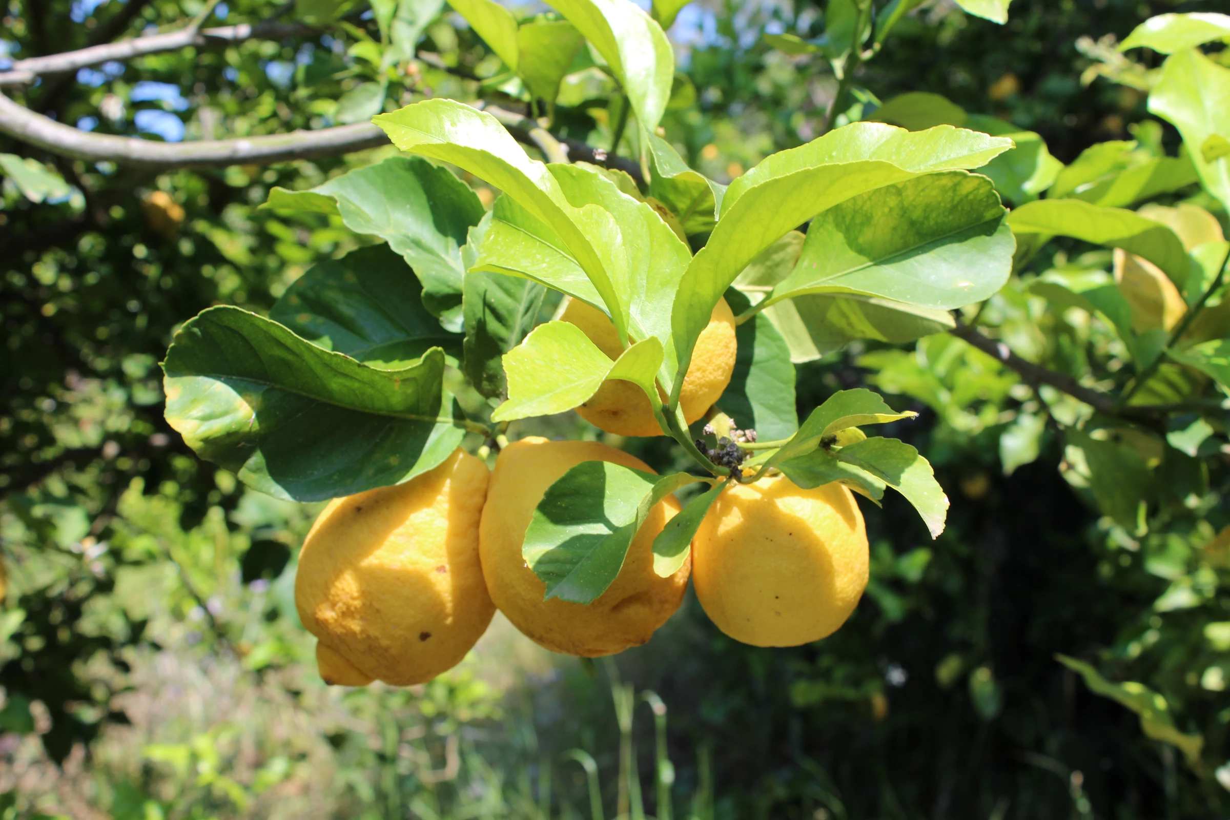 Weleda Refresh Erfrischungsdusche Citrus 4 Weleda Refresh Erfrischungsdusche Citrus – Bild 4