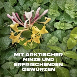 Axe Deo & Body Spray Recharge Sport Refresh 10 Axe Deo & Body Spray Recharge Sport Refresh -Satin Naturel shop MAM 7884356 SHOP IMAGE 1.4